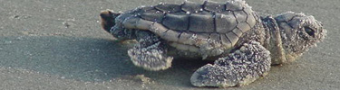 New Loggerhead Hatchling